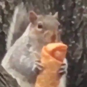 Meet your Posher, Frank